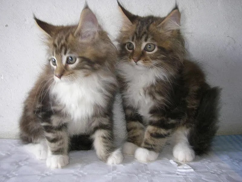How Many Kittens Can a Maine Coon Have? • The Pets KB