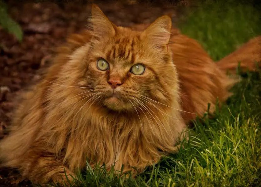 Orange Maine Coon Facts petsKB