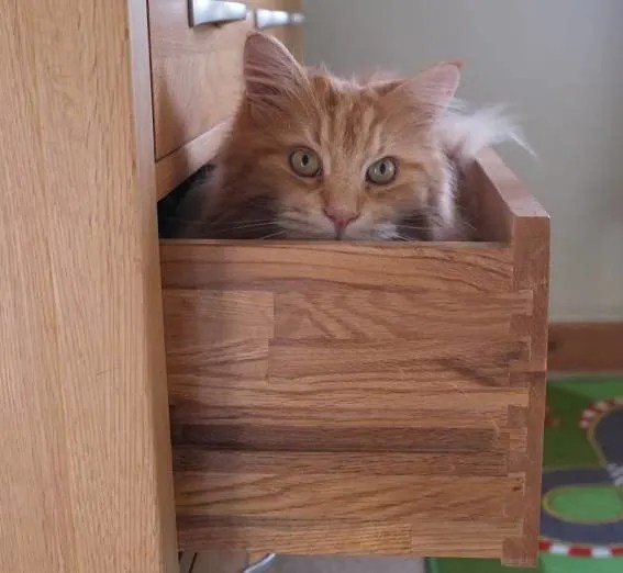 Why do Maine Coons like water? petsKB