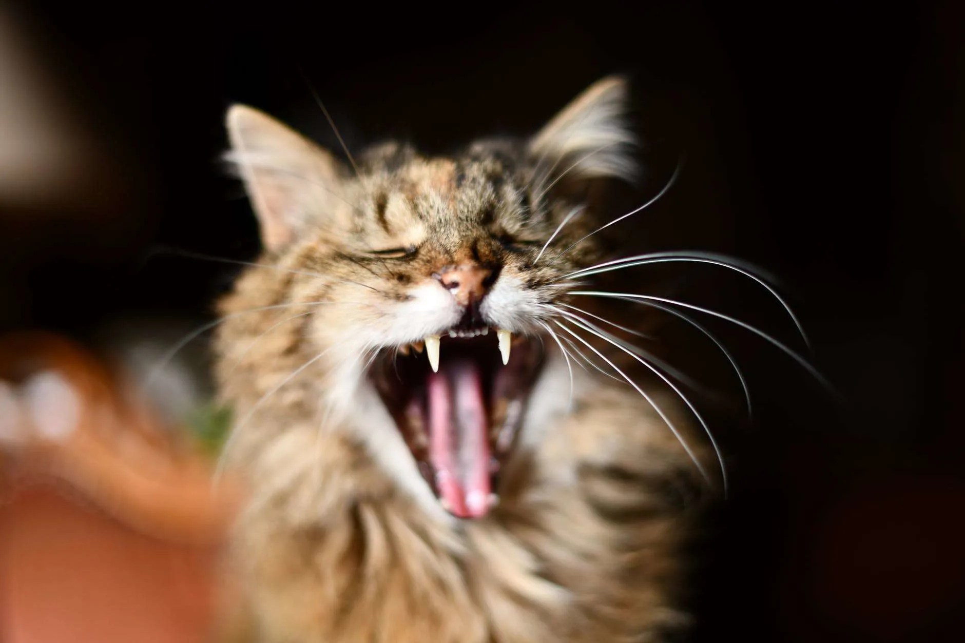 How Do I Get My Cat To Like Me? petsKB