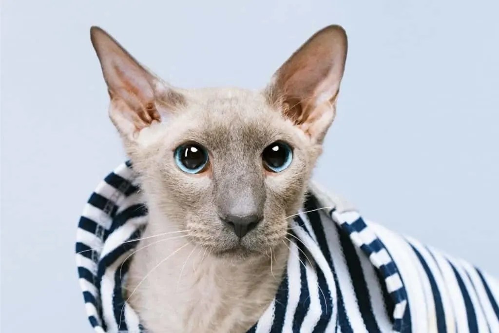 Do Hairless Cats Have Whiskers? petsKB