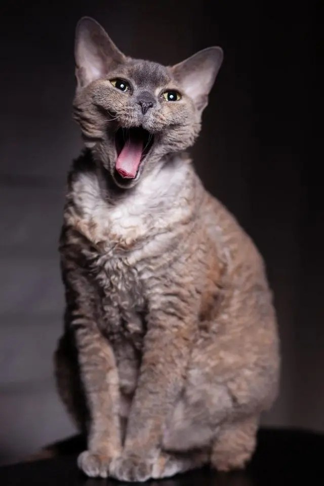 Can Maine Coons Be Small? petsKB