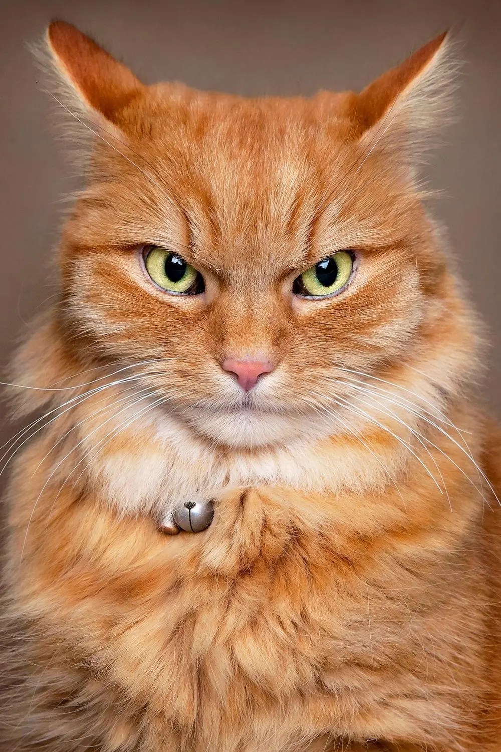 Why Do Cats Jump Sideways? petsKB