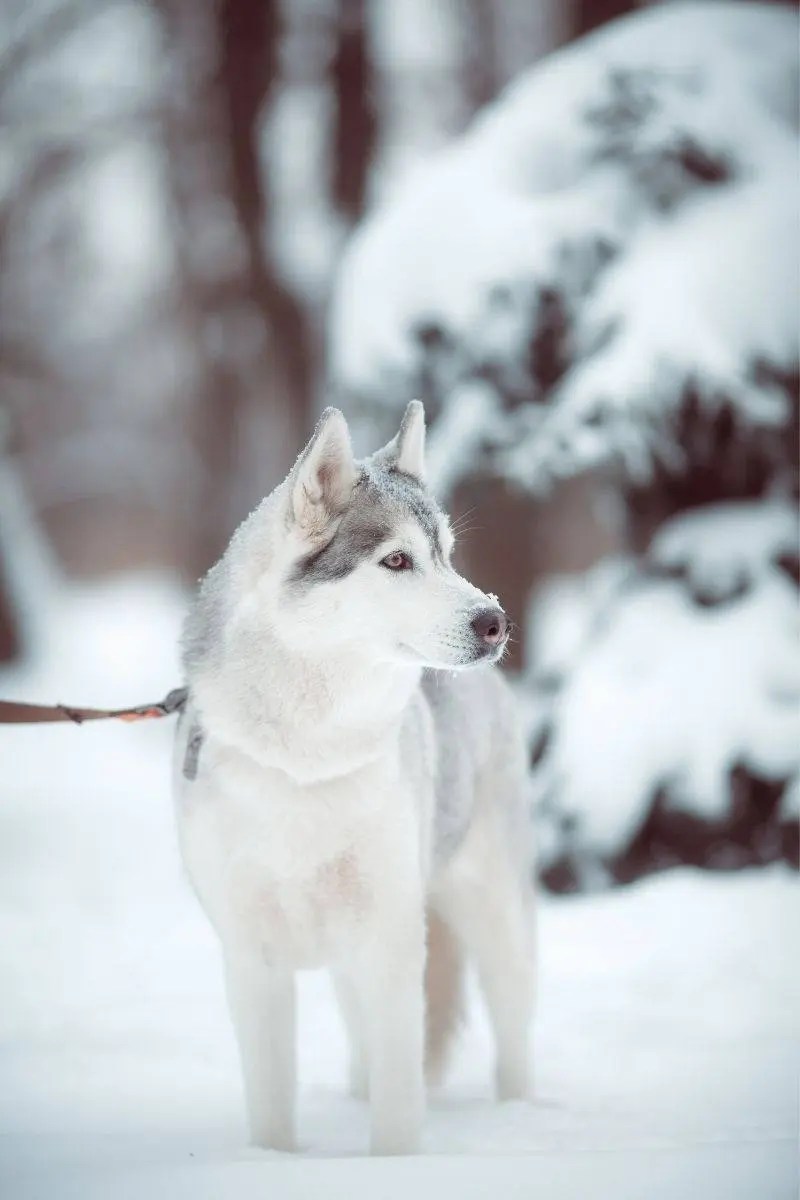 Do Huskies like the cold? Do they feel the cold? petsKB