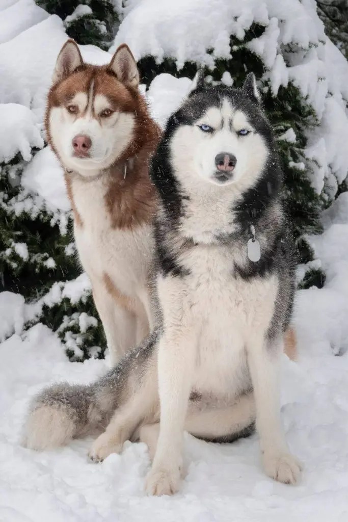 How Long Can Huskies Survive Without Food