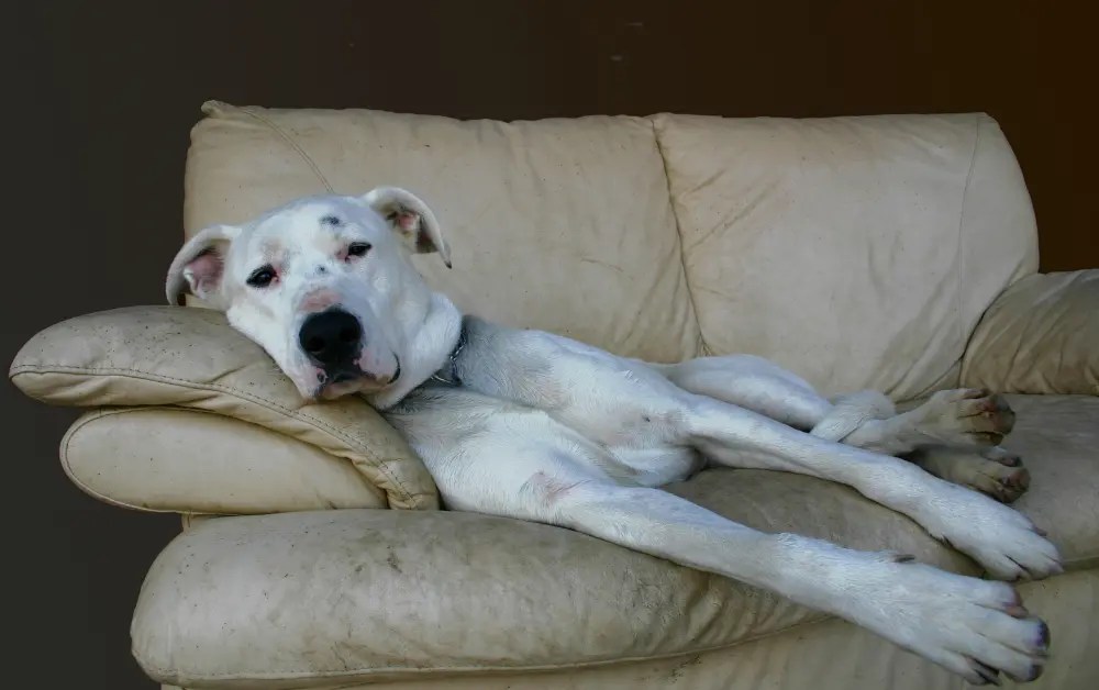 Why my Dog is Lazy and Sleeps all day? 9 Reasons Explained