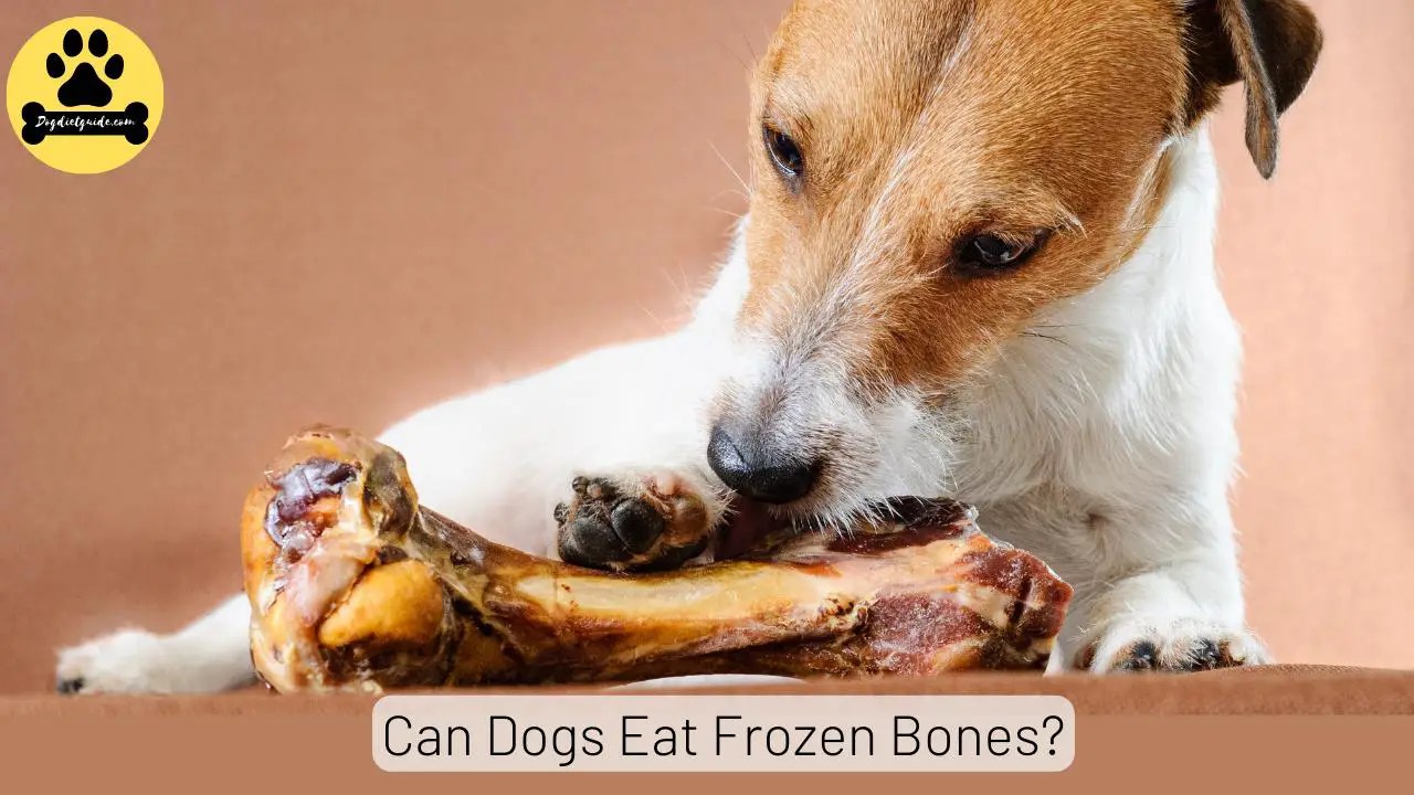 Can Dogs Eat Frozen Bones? Risks & Safe Alternatives