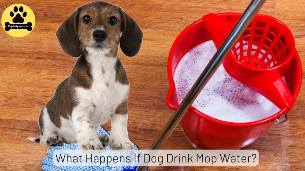 What Happens If Dog Drink Mop Water? (Bleach Risks)