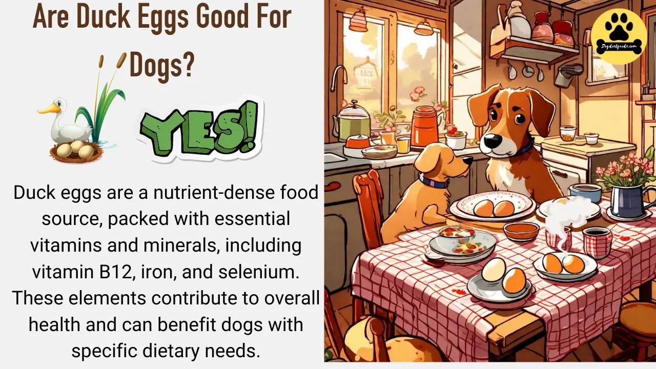 Are Duck Eggs Good For Dogs? Benefits and Risks (Explained)