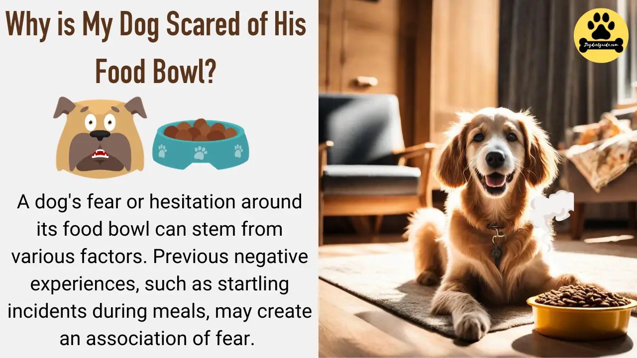 Why is My Dog Scared of His Food Bowl? Reasons and Solutions