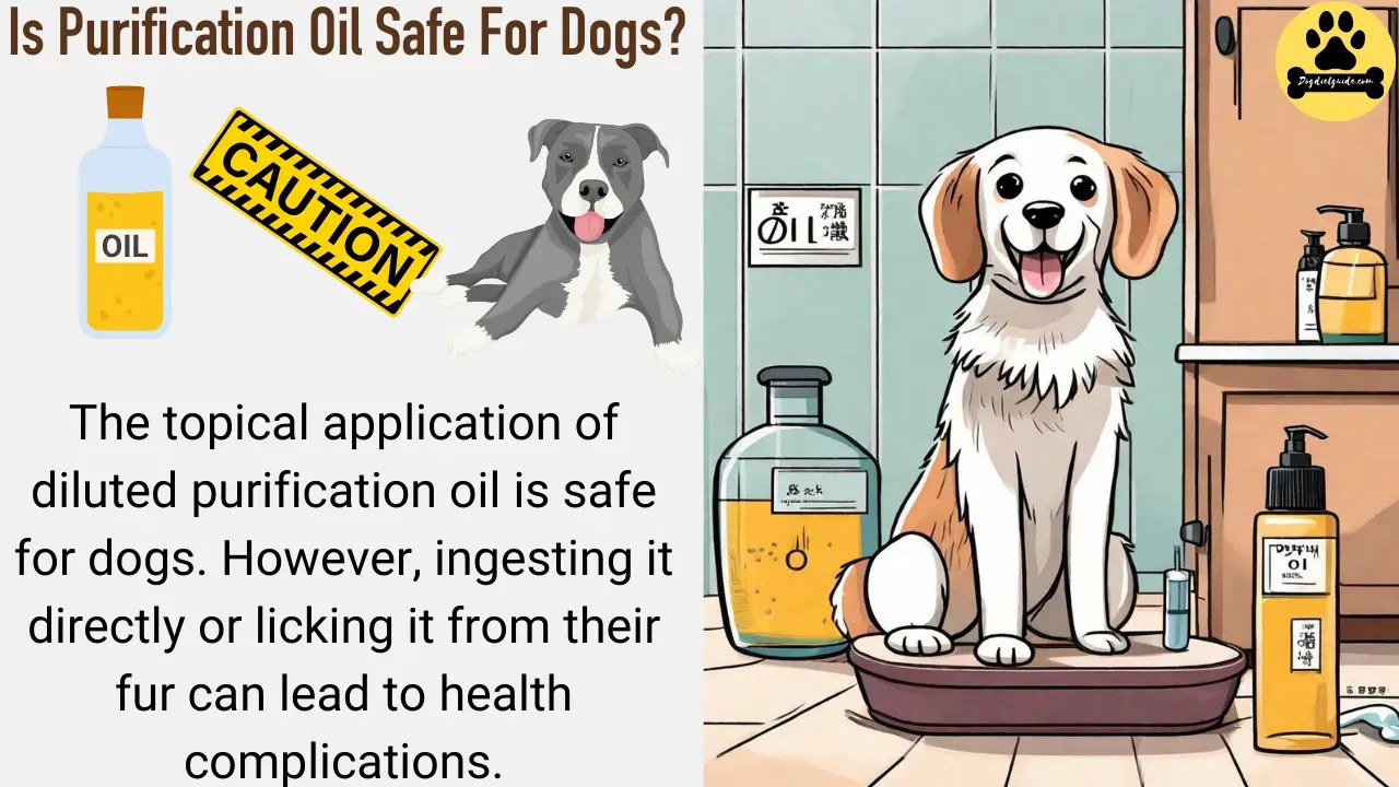 Is Purification Oil Safe For Dogs? Benefits And Risks