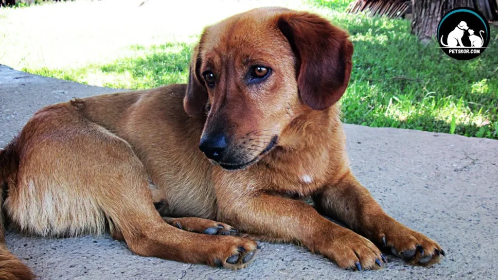 9 Reasons Why Does My Dog Stop Walking? [May 2024 Updated]