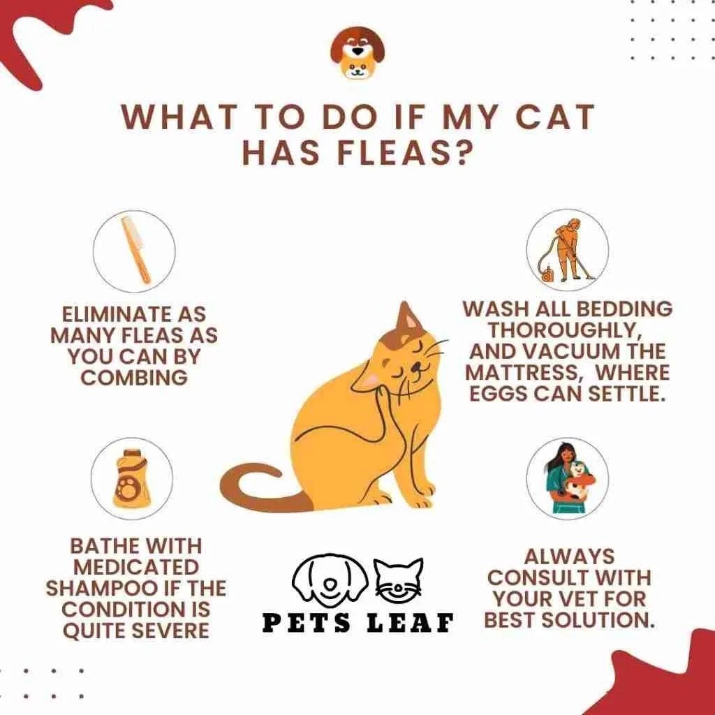 How To Get Rid Of Cat Fleas FAST The Ultimate Guide Pets Leaf