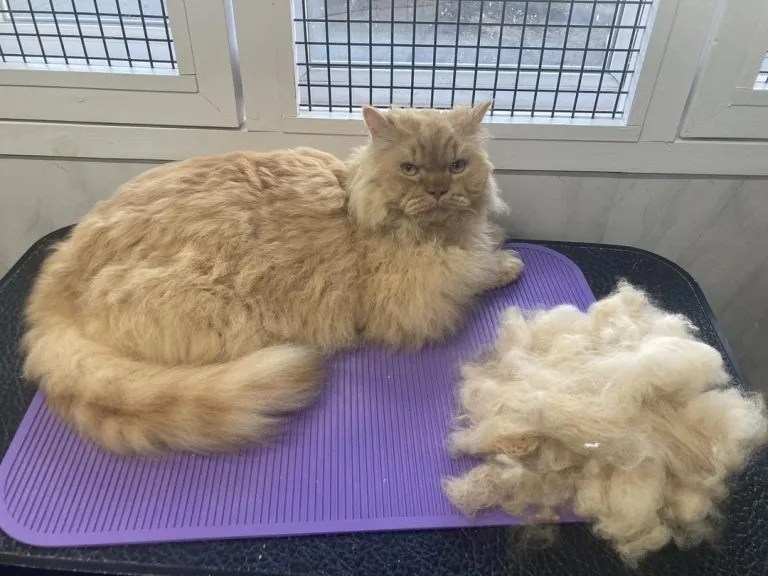 Why Is My Cat Shedding So Much? Signs And Solutions Pets Leaf