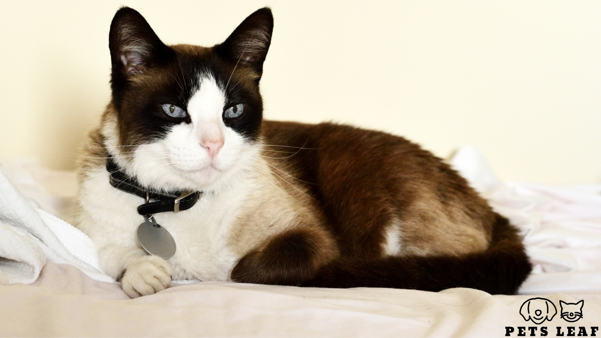 How To Groom A Snowshoe Cat The Ultimate Guide Pets Leaf