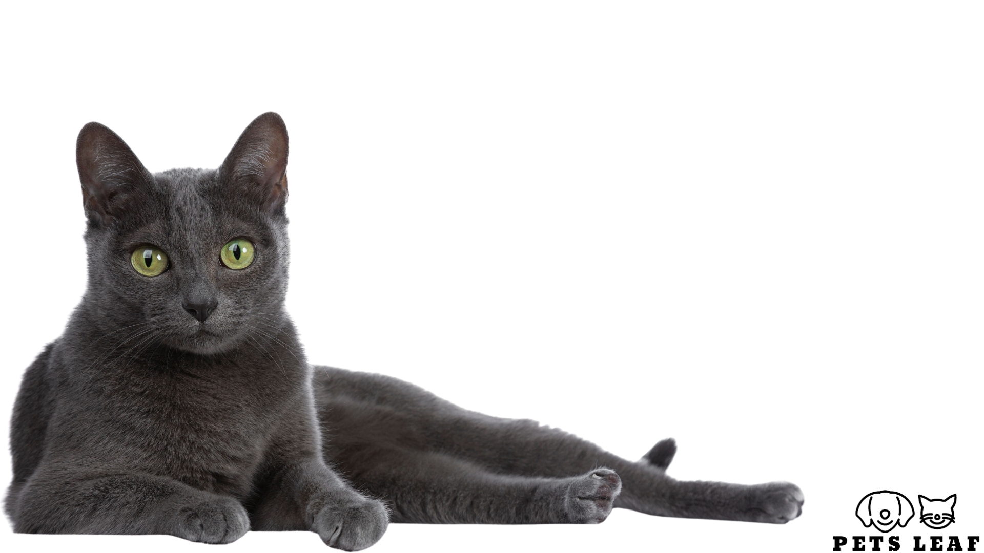 Korat Cat Grooming From Brushing To Dental Care Pets Leaf