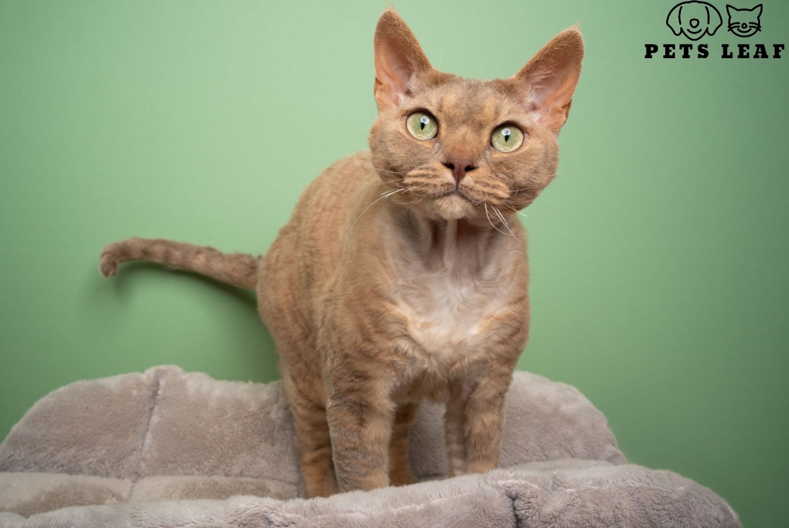 How To Groom A German Rex Cat A Comprehensive Guide Pets Leaf