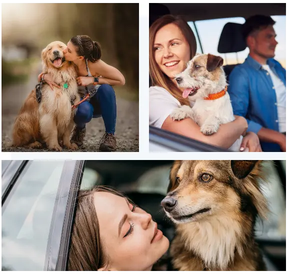 Luxury Pet Transportation Services Pets Let's Travel
