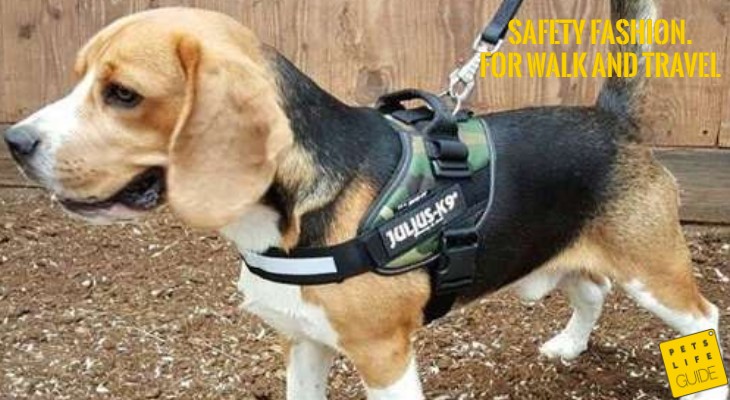 best training collar for beagles