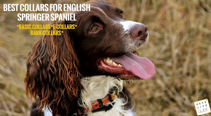 husky puppy names boy