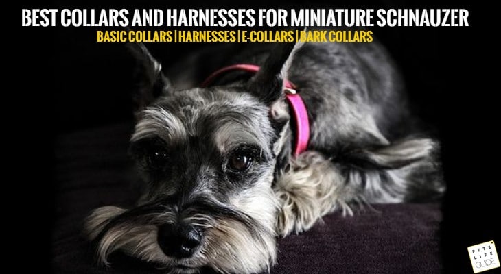 best collar for miniature schnauzer
