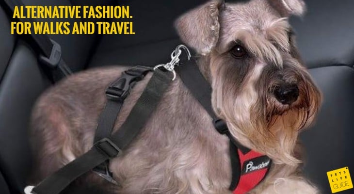 best collar for miniature schnauzer