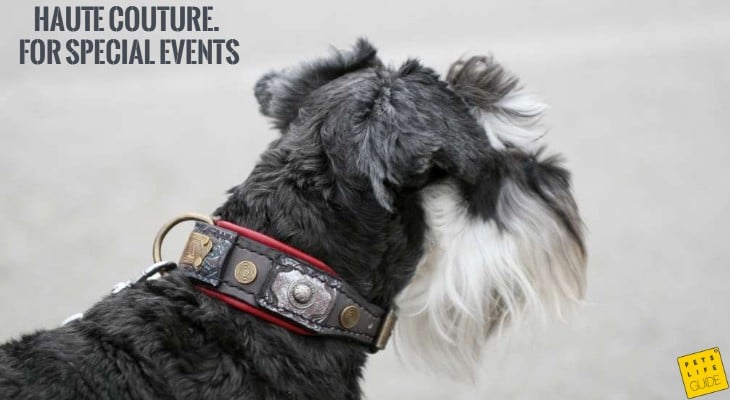 best collar for miniature schnauzer