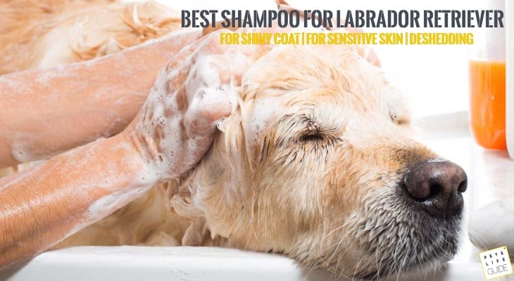 golden retriever bright whitening shampoo