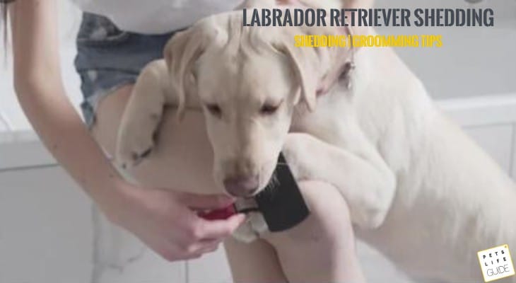 labrador shedding solutions