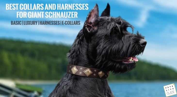 best collar for miniature schnauzer