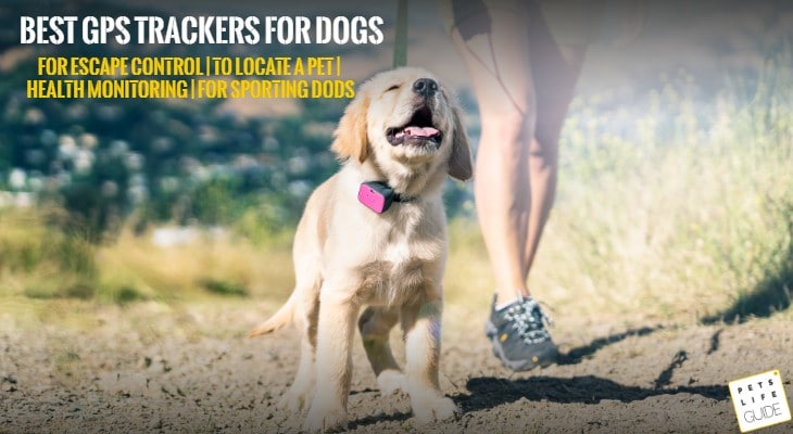 trackers for dogs