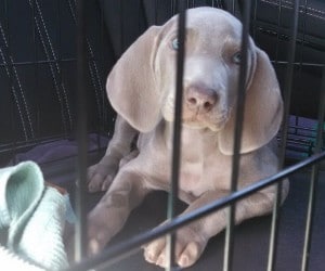 best toys for weimaraners