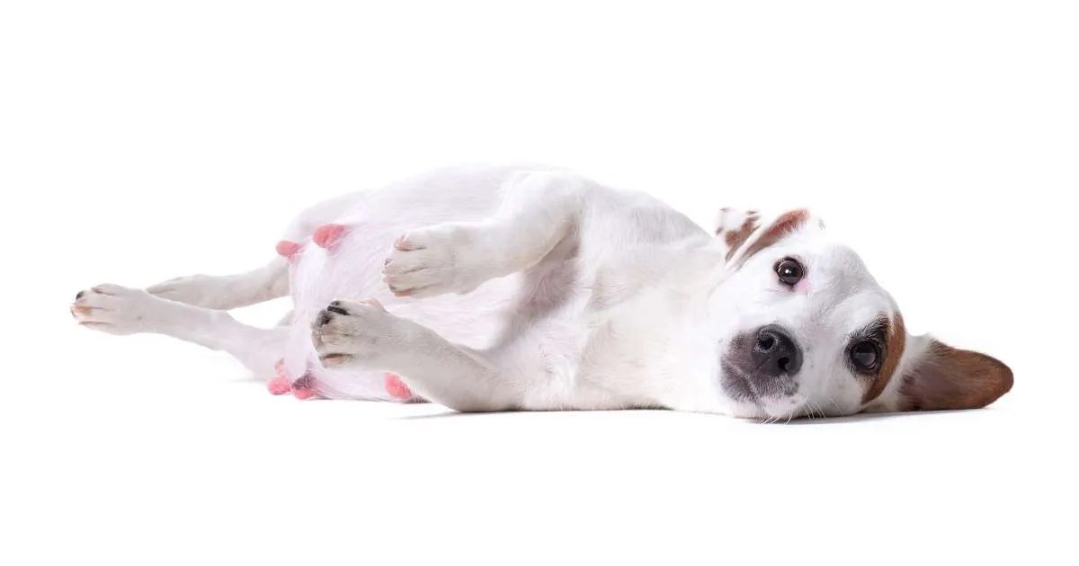 The Impact Of Spaying On Canine Nipples What You Need To Know
