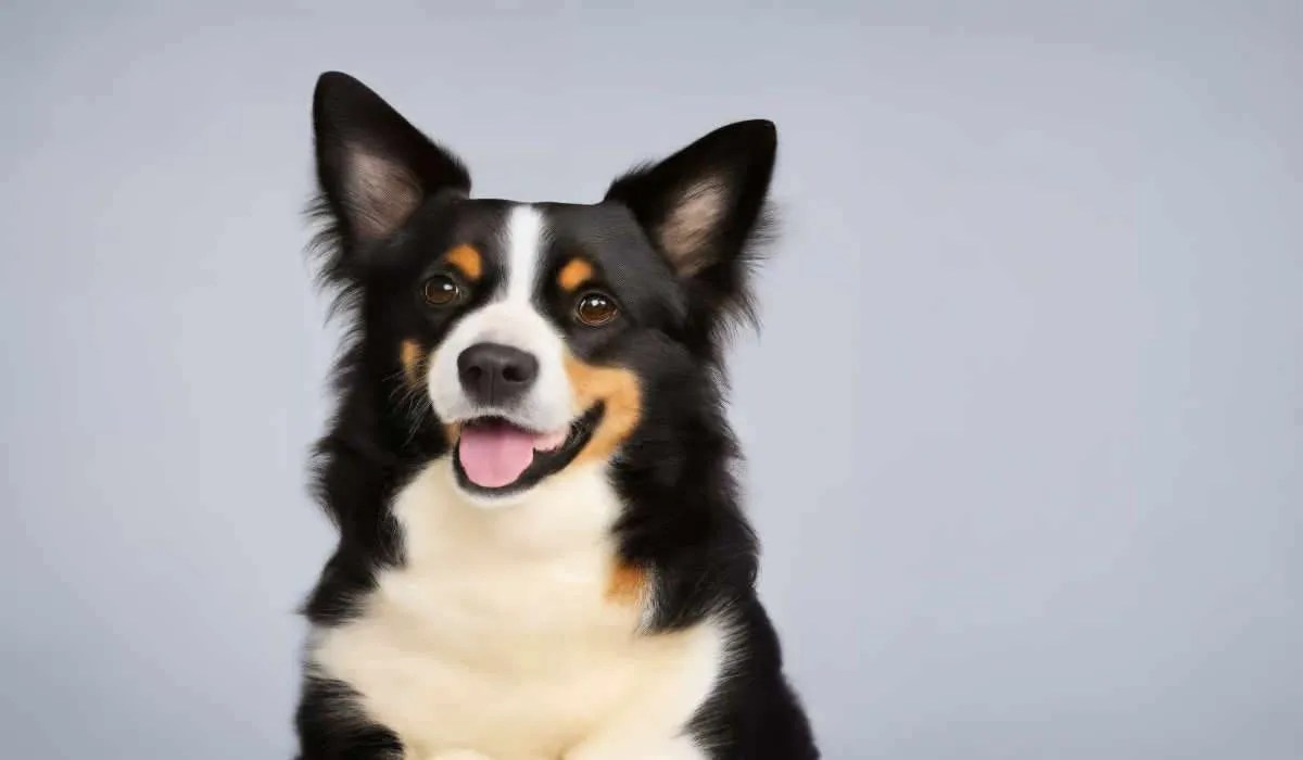 From Floppy to Pointed A Guide to Border Collie Ear Types