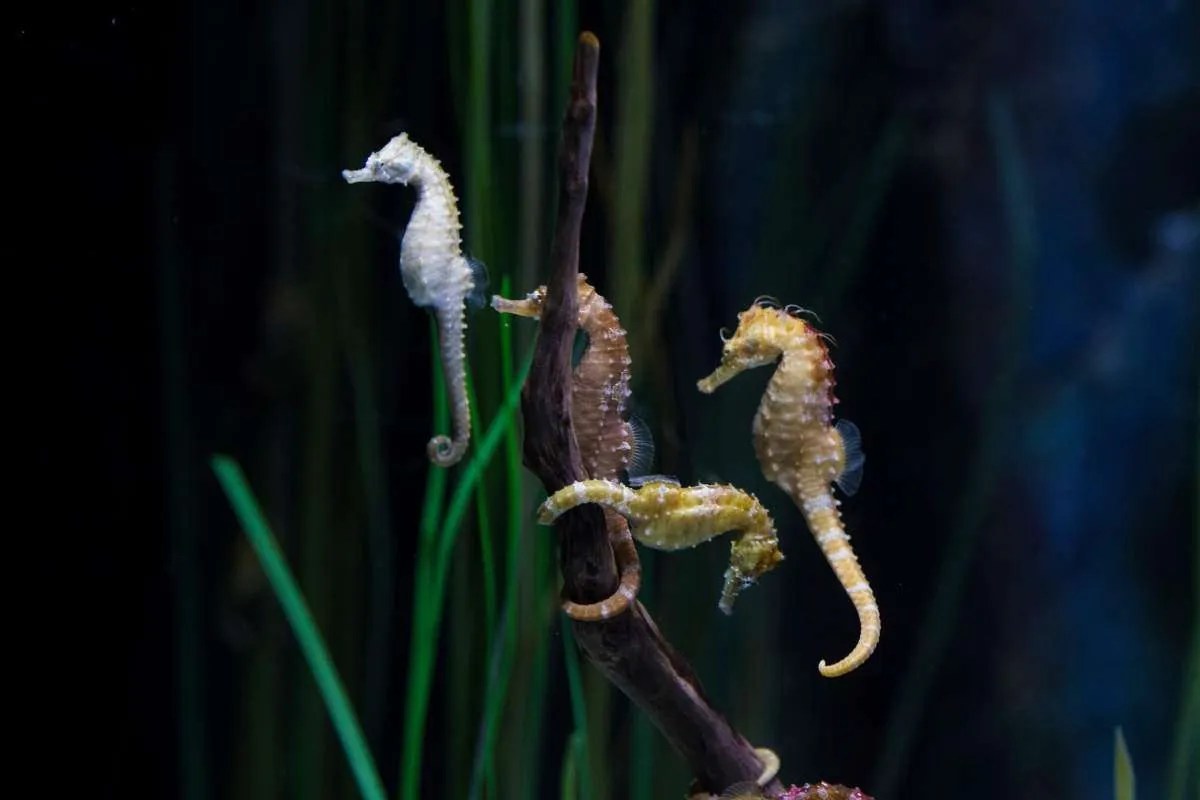 The Fascinating Love Life of Seahorses Do Seahorses Live in Monogamous