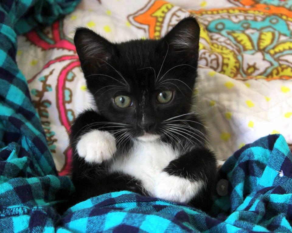 Kitten Yoga, Catapalooza & More to Tender Loving