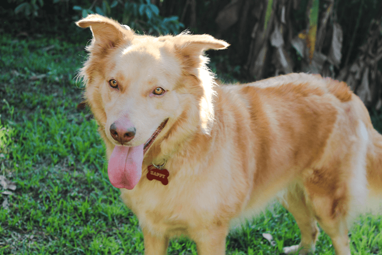 Golden Retriever Husky Mix The Amazing Goberian, Pictures and Facts