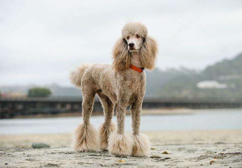 Apricot Standard Poodle The Perfect Family Dog Petsmartgo