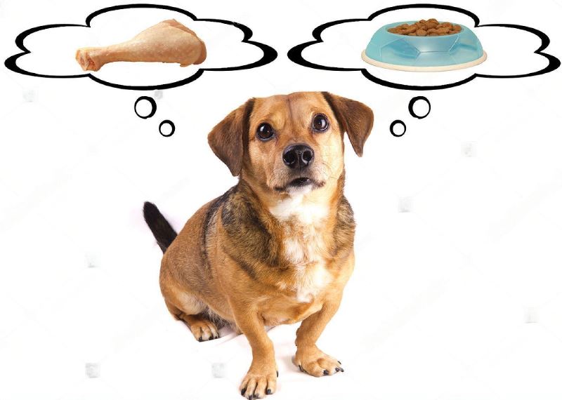 How Long To Boil Chicken For Dogs? The Perfect Guide Petsmartgo