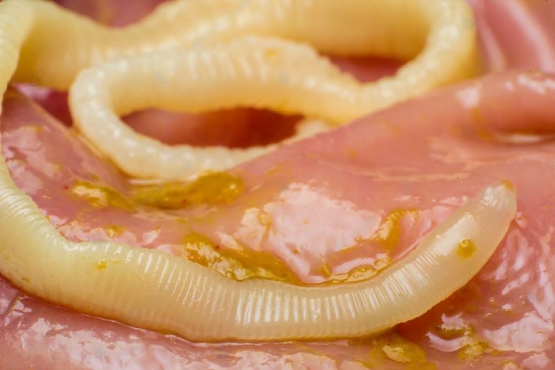 My Cat Has Worms How Do I Clean My House Petsmart