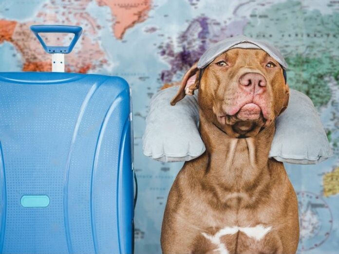 A Comprehensive Guide to Flying with Large Dogs Petsmartgo