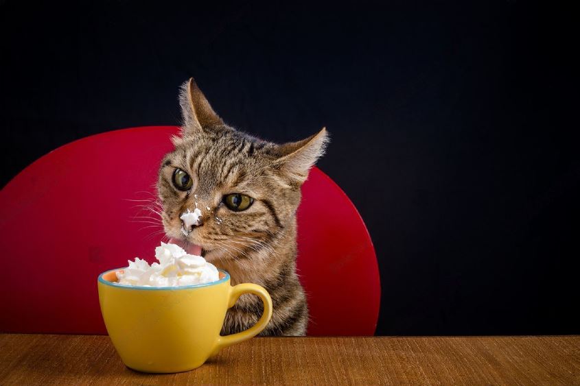 Can Cats Have Whipped Cream? [2023 Update] The Answer Might Surprise