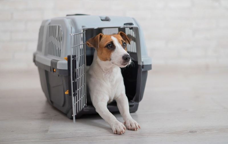 High Anxiety Dog Crate 10 Best Dog Crates For Separation Anxiety