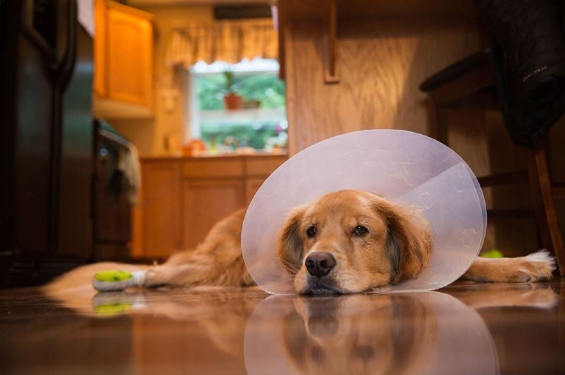 When to Take Cone Off Dog After Neuter The Ultimate Guide Petsmartgo