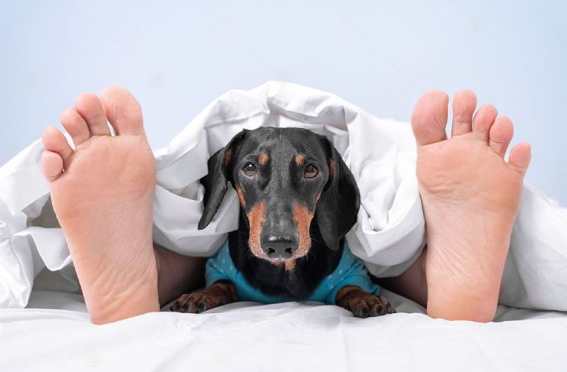 Why Does My Dog Like To Sleep Between My Legs? 10 Reasons Petsmartgo