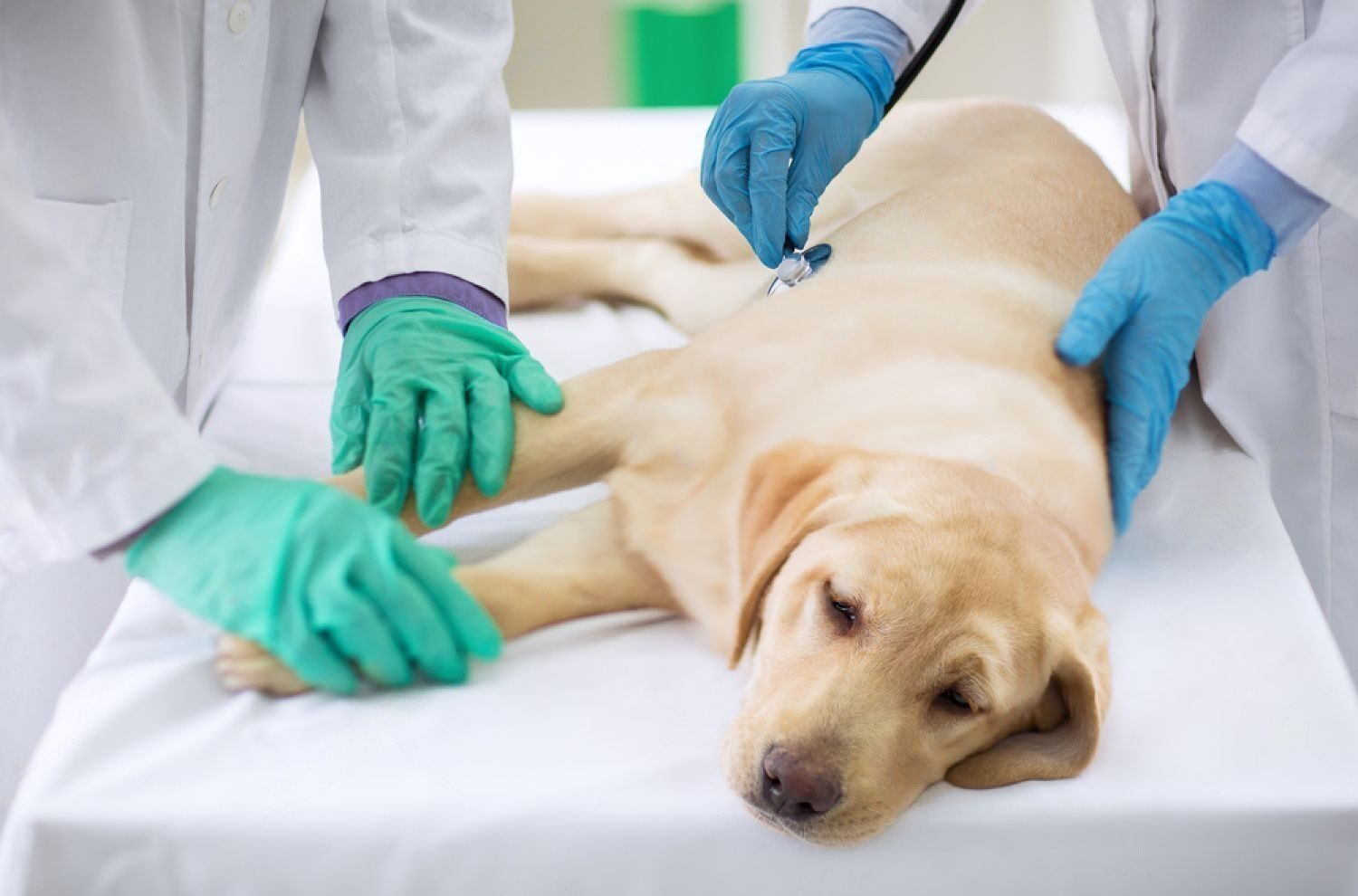 Last Days of Dog with Kidney Failure What to Expect Petsmartgo