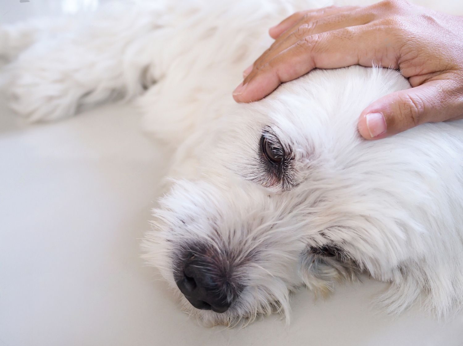 Kidney Failure In Dogs Symptoms 10 Signs To Watch Out For Petsmartgo