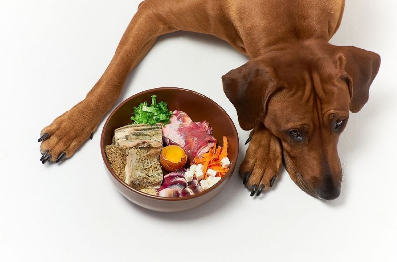 Reasons Why Dogs Are Gentle With Egg Petsmart