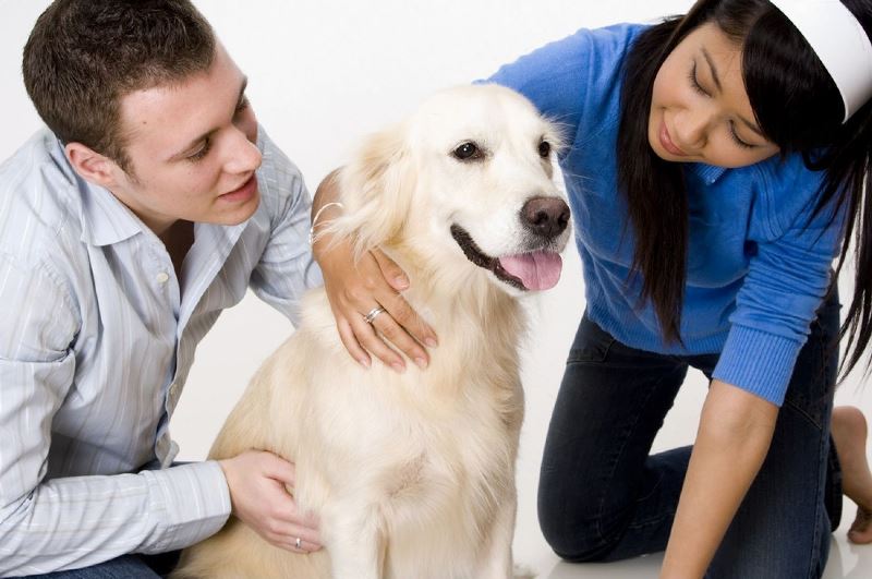 Why You Should Consider Pet Insurance for Older Dogs Petsmartgo