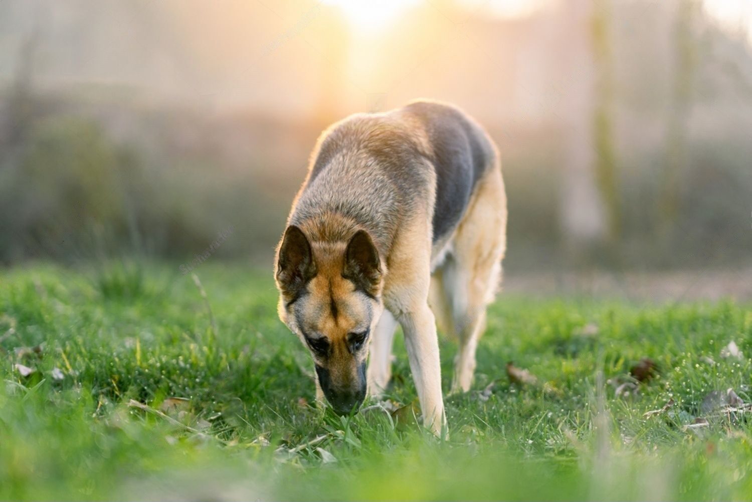10 Reasons Why Dogs Love Feathers (and How to Use Them to Train Your Dog!) Petsmartgo